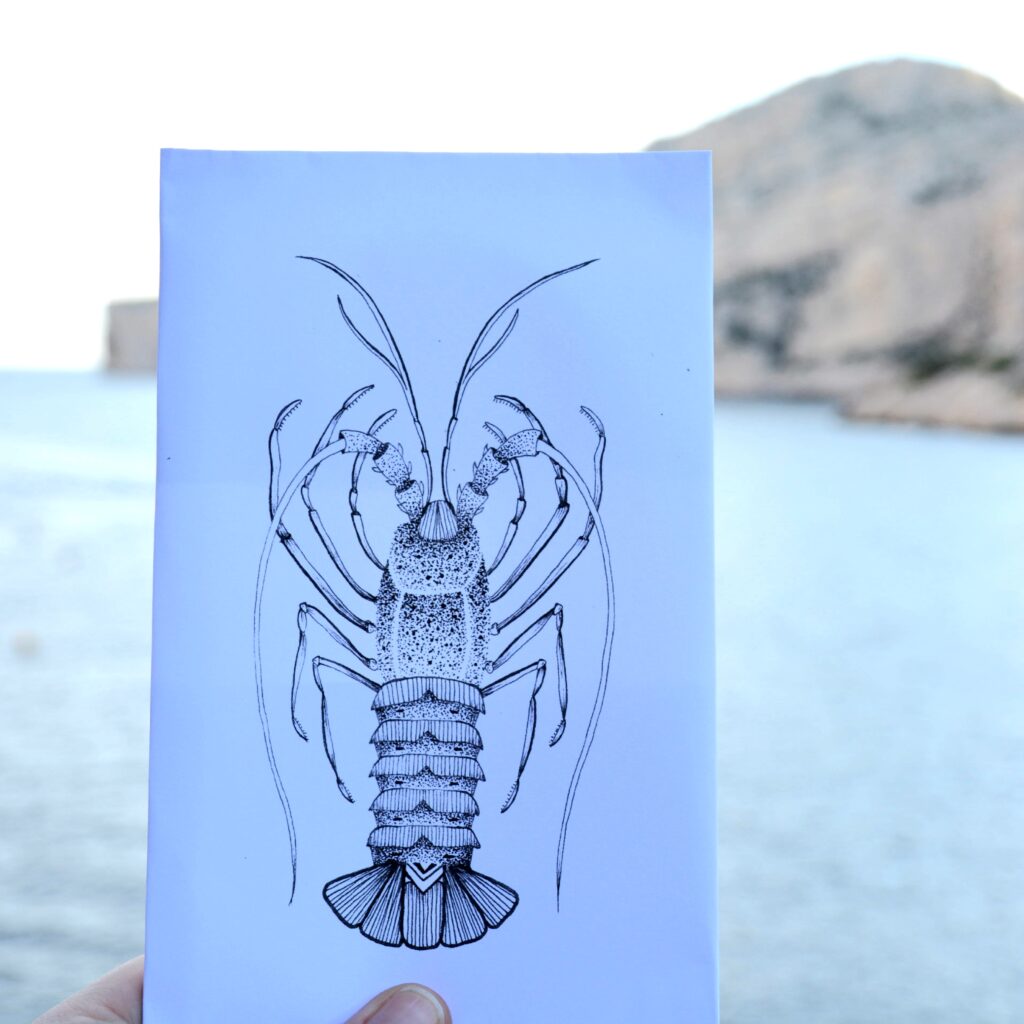 dessins alcyone